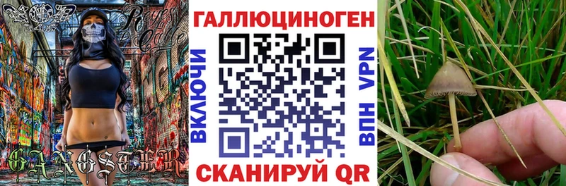 Галлюциногенные грибы Psilocybe  Купить закладки  Россошь 
